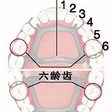 六龄牙终生不换,你知道吗?_杭州绿城口腔医院