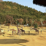 抓住杭州秋日最后的 20℃！带娃解锁野生动物园寻秋记