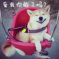 柴犬!绝对的汪界表情帝