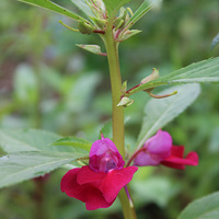 ָ�׻�