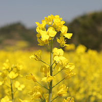 ԴPP