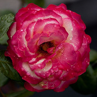THE ROSE �¼� ���ݻ��ѽ����°�