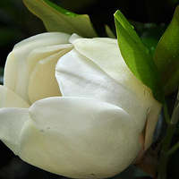 ܽ����¶����Ц