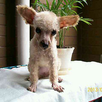 pk一下最丑的狗狗(世界上最丑陋的猫)重口味的，胆小勿入-家有宠物-杭州19楼