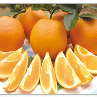 又快到橙子收获的季节啦。