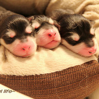 小羊驼多少钱一只 小羊驼图片-家有宠物-杭州1