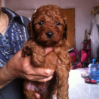 四月想男人了。-家有宠物-杭州19楼