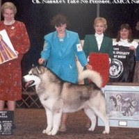 【扫盲知识】美国西敏寺犬展1997-2011阿拉斯加雪橇犬犬种冠军