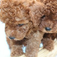 Moe猫咖 你知道吗 ?-家有宠物-杭州19楼