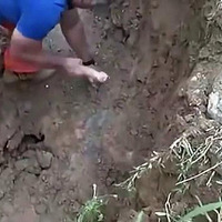 武侠小说里的九死还魂草真的有!临安有人采到