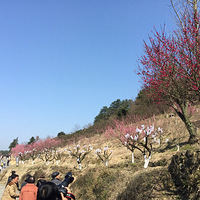 萧山进化镇吉山梅园