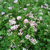 公公的梨园,繁花阵阵