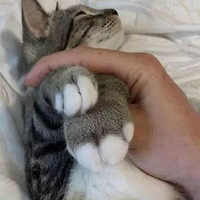 ۷