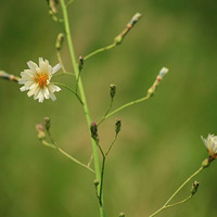 20DƬ