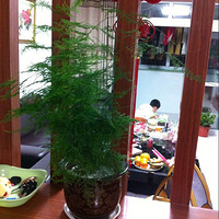 DIY自己动手种柠檬~长势喜人哦~-讲空头-嘉兴