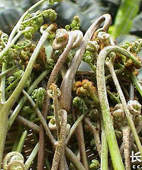 "吃野菜?告诉你哪种野菜有毒 哪种野菜无毒 一贴在手野菜无忧(图