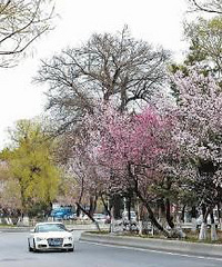 【盘点】长春最美赏花地点 想约会的就赶紧行动吧!