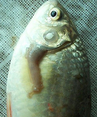 鲫鱼里面有恐怖寄生虫
