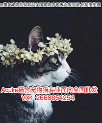 ȫ��è������ ��ż����Ӣ�̰��� #è���