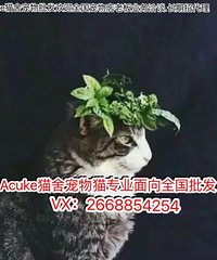 ȫ��è������ ��ż����Ӣ�̰��� #è���