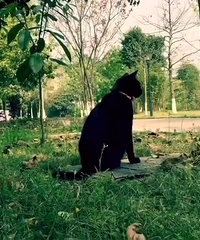 分享我人生中的那些猫,大黄猫、六一、刘德柱、小黑