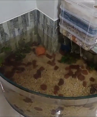 һŽȥ28ֻС㣬Ŀǰʣ15ֻ