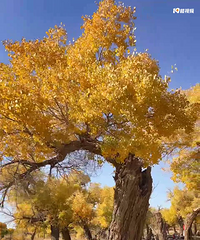 ������������ǧ������ַ���