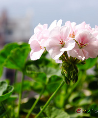 ������̨��С��ũ�δ�����-Eva's  Garden������ͼƬ��