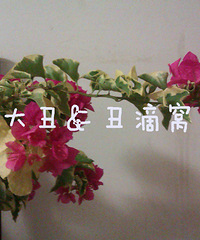 完成哒+【劳亚尔防水杯装修日记】