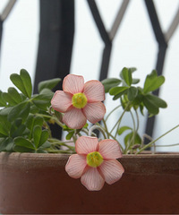 阳台的花花草草