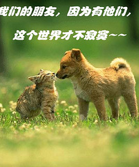 冬天来了,别让猫咪狗狗惨死在你的车轮下!!!
