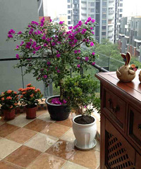 onlyС����ܰ��¯����ʽ���+���к�����ҵ�գ����¼۸����