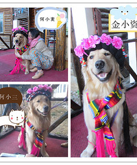 三只大黄的云南自驾游