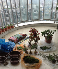 �������иϼ�����������һ��ѻ����ݲݣ��������գ�