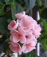我家的零乱的花儿,草儿,树儿。。。。。。【秀阳台】)