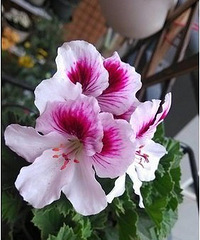 秀阳台花花草草咯,太热了,只能回味一下春天的繁盛(三)