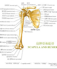 不用花钱请催乳师,自己在家都能搞定!(已添加疏通乳腺步骤图)