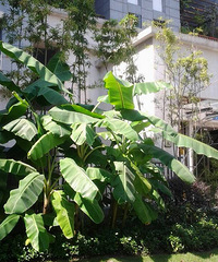 ���޵Ķ�����amorous feelings �����ڽ����ˣ���ʼѡש������ש