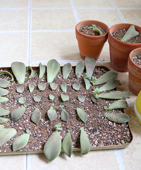【夏月&花】免费赠送多肉植物,含带盆白牡丹、黑法师、生石头花