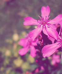 �ҵĳ谮ϵ�С����������������������