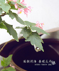 双廊那些路过住过的客栈们——面朝洱海 春暖花开