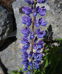 IKEAԴصĹ磬ŷ֮ã꣩