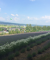 【更新完毕】北海道薰衣草(富良野/美瑛/洞爷湖/小樽/札幌)东京