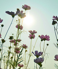 ��2014�����컨�Ⱦ�ѡͼ����