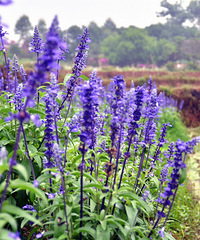 ��2014�����컨�Ⱦ�ѡͼ��III��