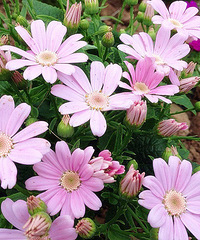 ��2014�����컨�Ⱦ�ѡͼ��V��