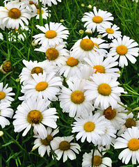 ��2014�����컨�Ⱦ�ѡͼ��IX��