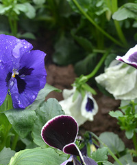 ��2014�����컨�Ⱦ�ѡͼ��VIII��