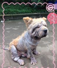 ʷĻʵ:һֻлʵ۵Ĺ