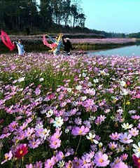 重庆有片“海",格桑花海!